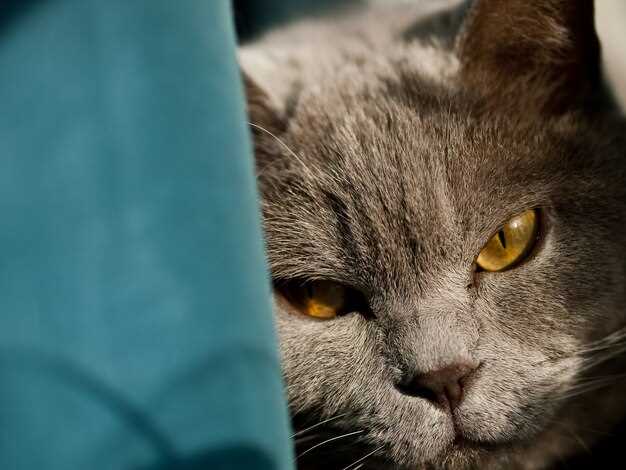 Что делать, если ваш кот поцарапал глаз